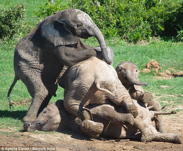elefantitos-jugando